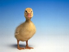 Just Ducky